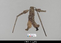 藏品(中國湖北皮影戲偶身)的圖片